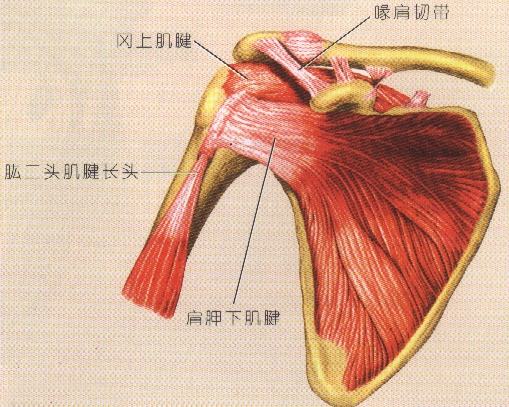 治愈肩关节、周围炎患者康复病例